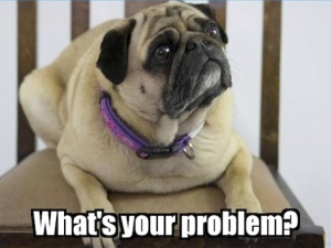 Doggie-Paparazzi-Whats-your-problem